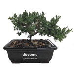 Custom Imprinted Bonsai Plants
