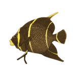 Custom Printed Fish!