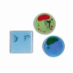 Custom Printed Liquid Filled Coasters!