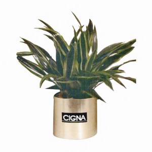 Large Live Tropical Plants, Custom Decorated With Your Logo!