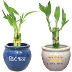 Customized Lucky Bamboo Plants