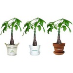 Plants