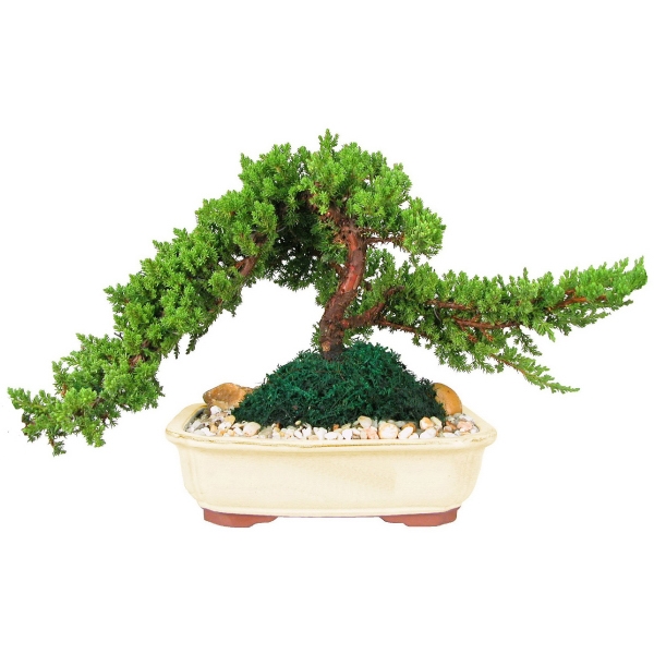 Bonsai Plants, Custom Imprinted With Your Logo!
