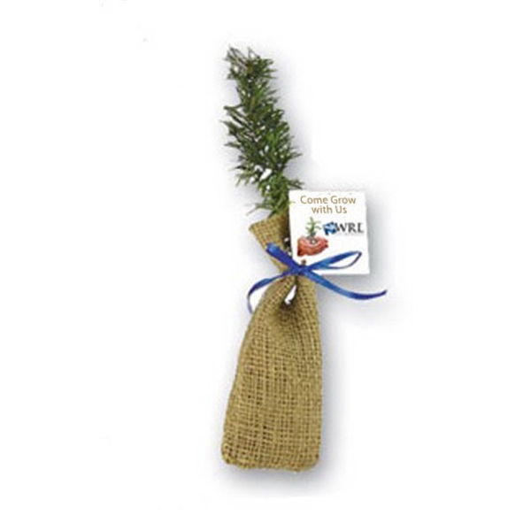 Spruce Trees, Custom Imprinted With Your Logo!