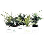 Bamboo Plants, Custom Printed With Your Logo!