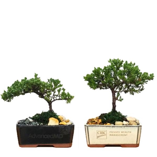 Bonsai Plants, Custom Printed With Your Logo!