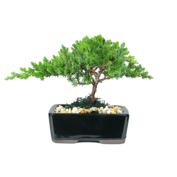 Bonsai Plants, Custom Printed With Your Logo!