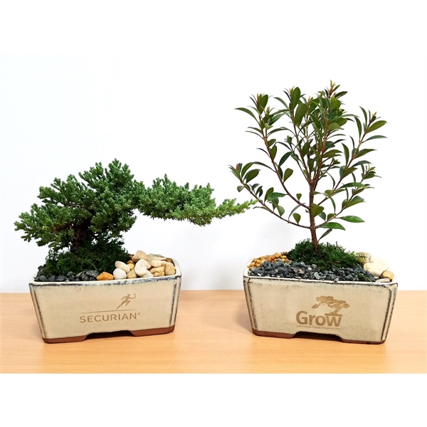 Bonsai Plants, Custom Imprinted With Your Logo!