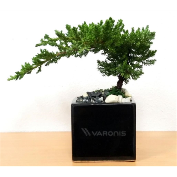 Bonsai Plants, Custom Printed With Your Logo!