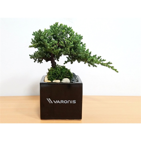 Bonsai Plants, Custom Printed With Your Logo!