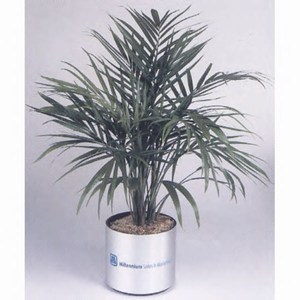 Custom Imprinted Large Live Luau Plants