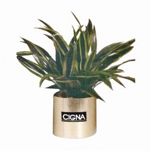 Custom Printed Large Live Tropical Plants