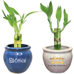 Lucky Bamboo Plants, Custom Printed With Your Logo!