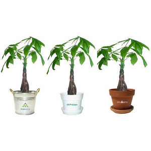 Tropical Plants, Custom Printed With Your Logo!